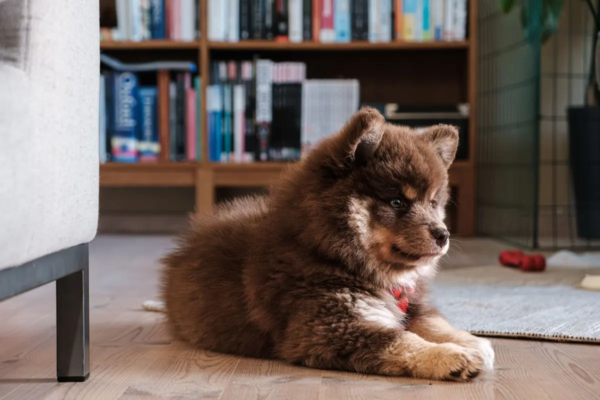 Pet-friendly flooring